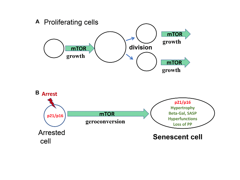 Cell Growth and Senescence